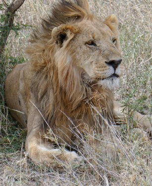 lake-manyara