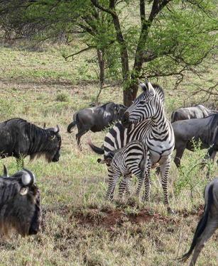 ngorongoro