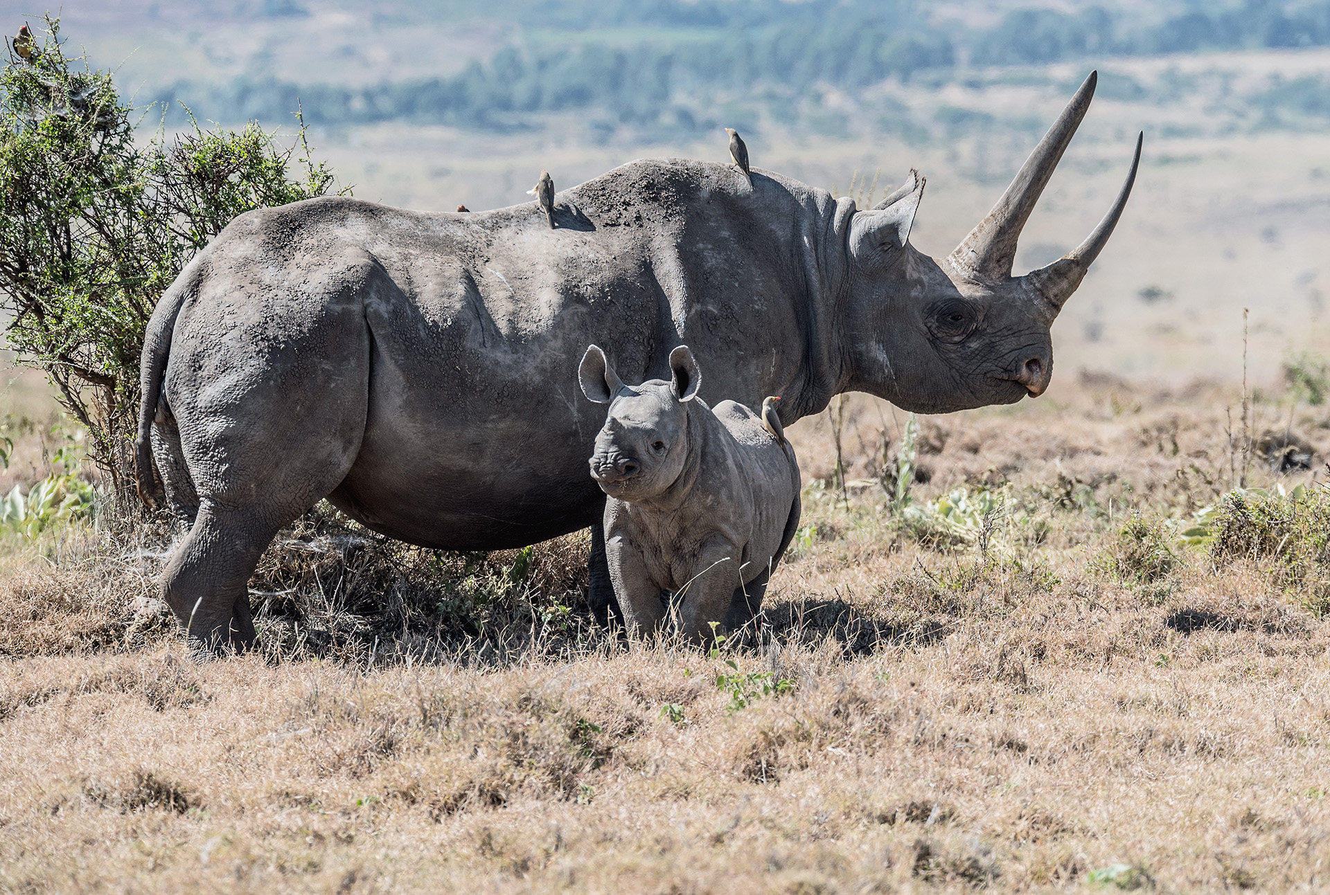 3days-tanzania-safaris